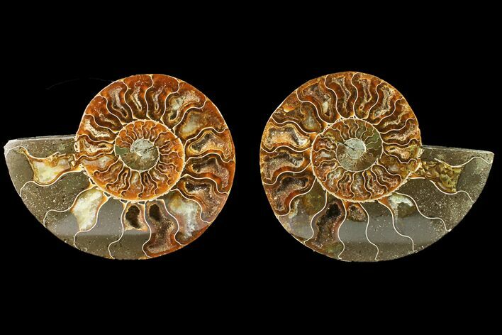 Agate Replaced Ammonite Fossil - Madagascar #158321